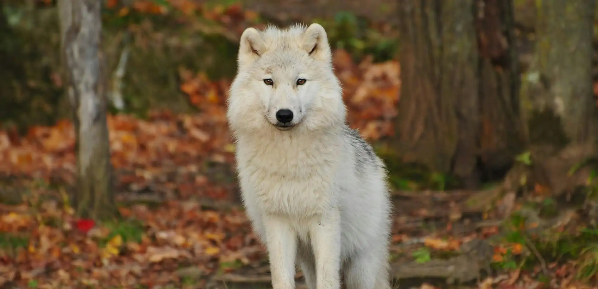 Lobo blanco