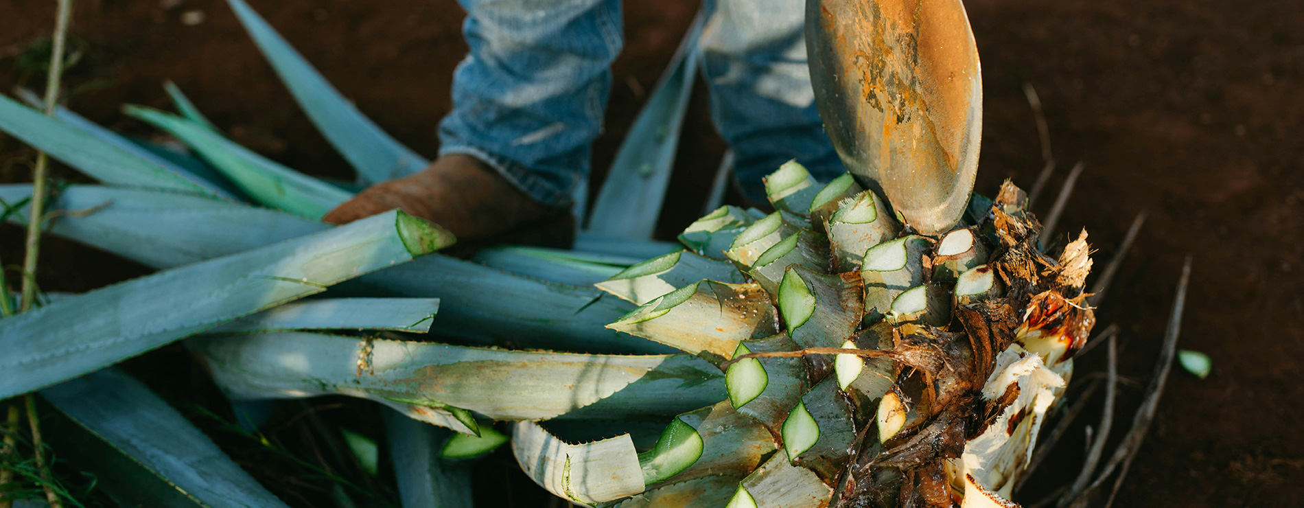 Piña de agave mezcalero