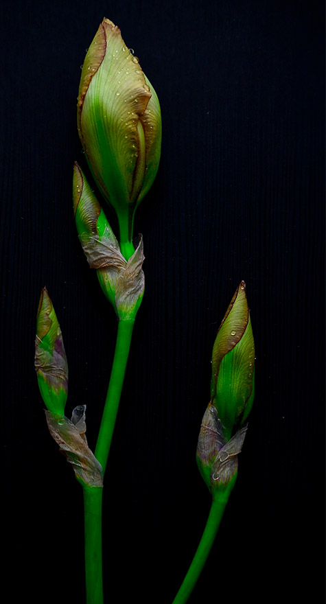 Brote de alguna planta