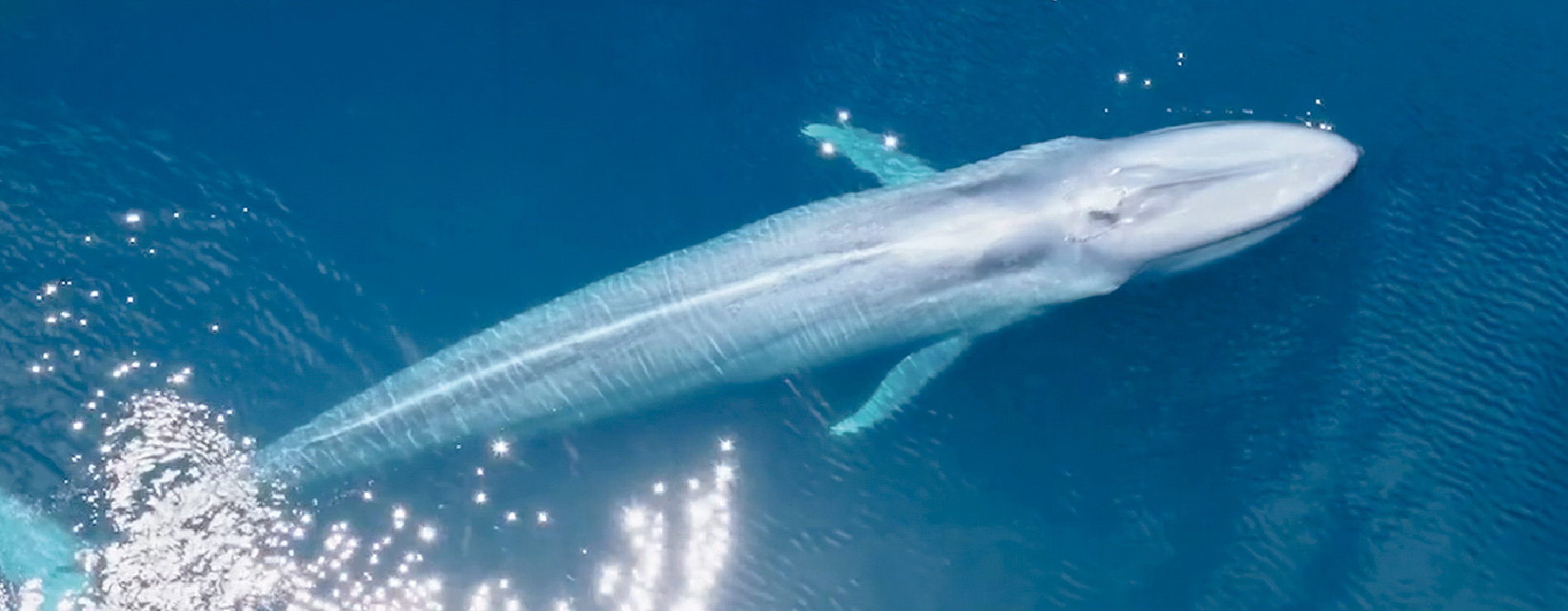 Ballena