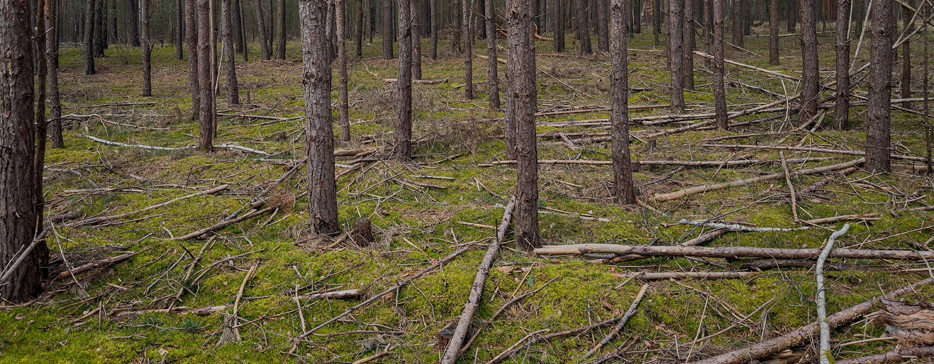 ecocidio de arboles