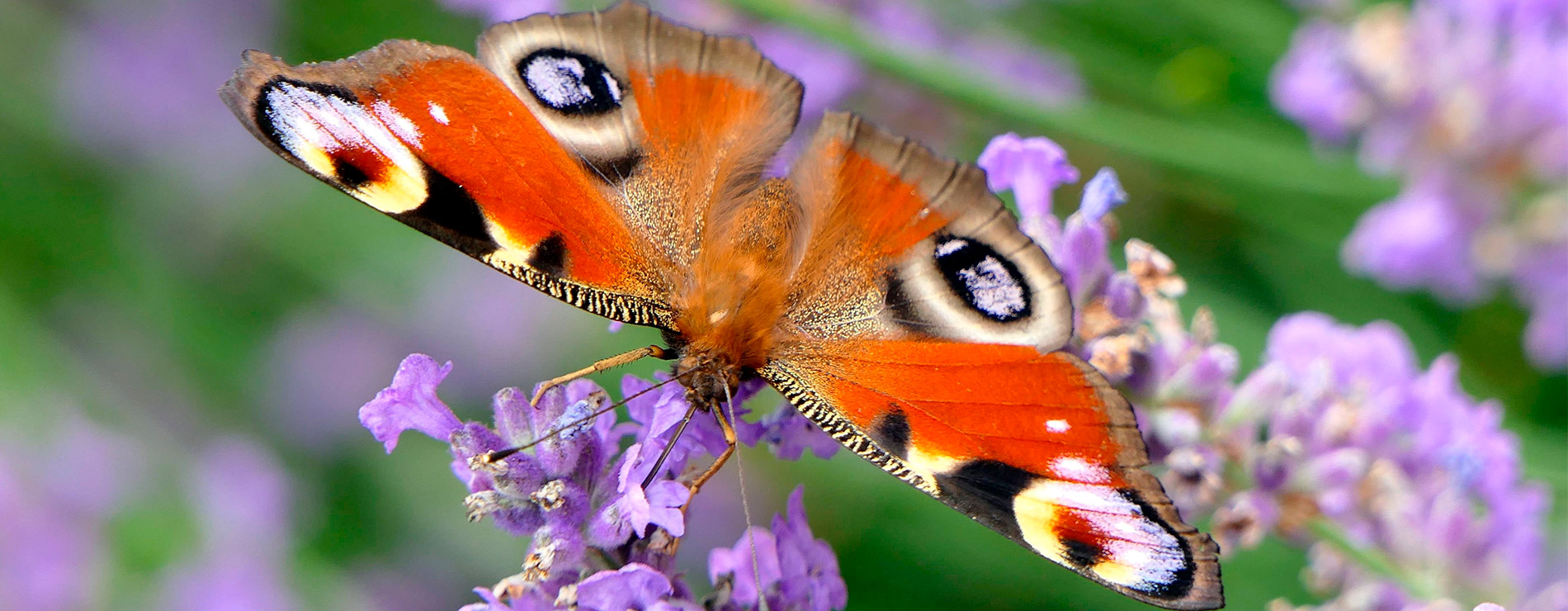 Mariposa naranja